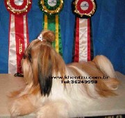Filhotes de shih tzu - tijuca