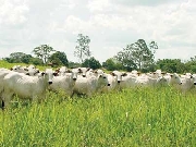 Fazendas em goias e tocantins e mt baratas
