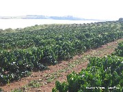 Fazenda de café