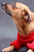 Fotografia de animais